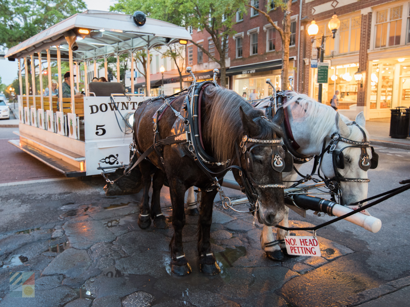 Horse and carriage tours in Wilmington, NC
